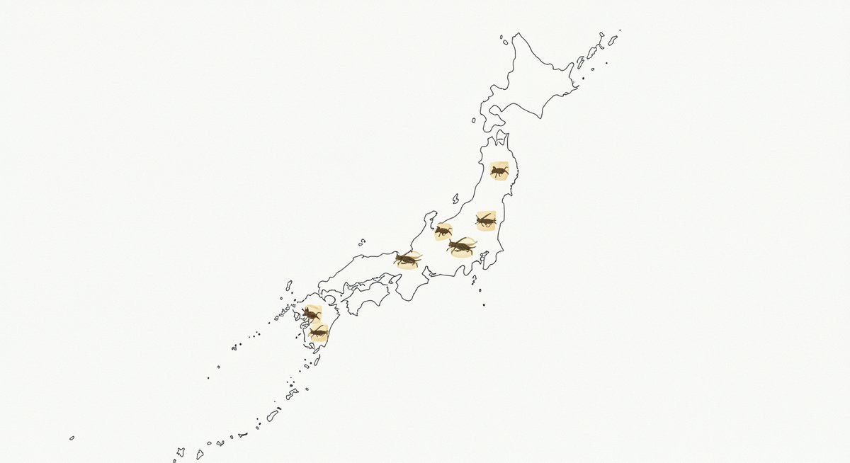 クリケット お 菓子