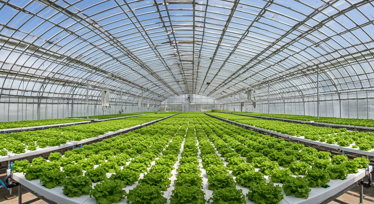 レタス 生産 量 日本 一