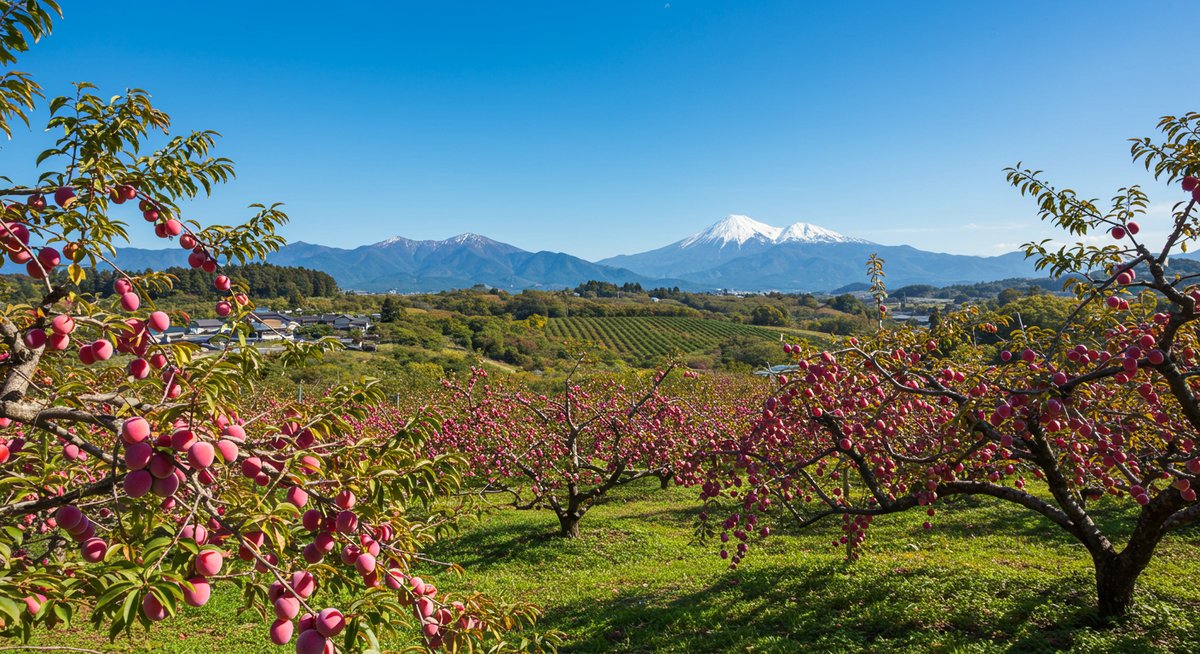 すもも 生産 量 ランキング 日本